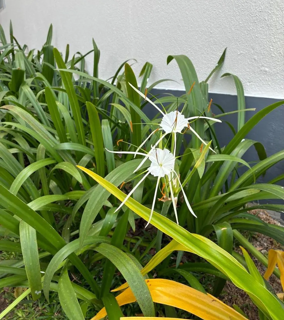 Sayluhm Lägenhet Negombo